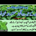 پودینہ اُگانے کا بہترین طریقہ – گھریلو باغبانی کا آسان نسخہ